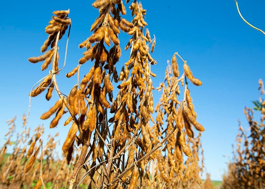 Novas cultivares de soja lançadas pela Embrapa