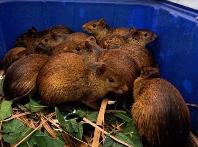 animais silvestres Ibama