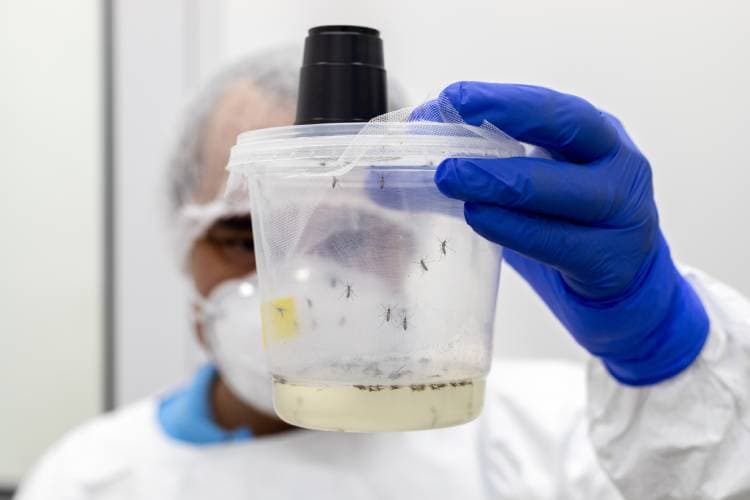 Insetário do Instituto Butantan