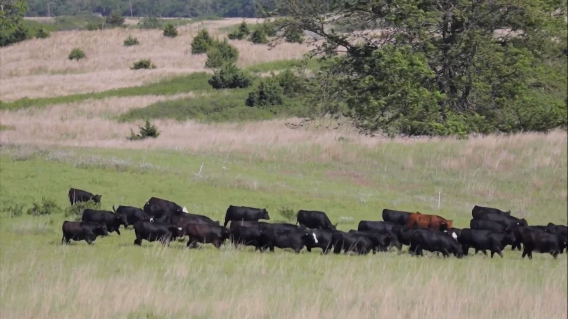 Foto: Reprodução/Giro do Boi.