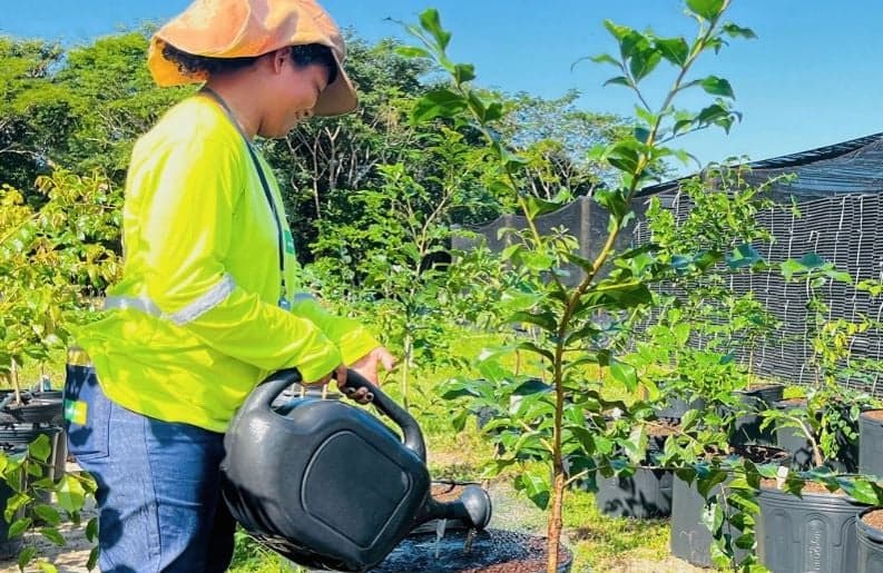 cacau consórcio árvores nativas